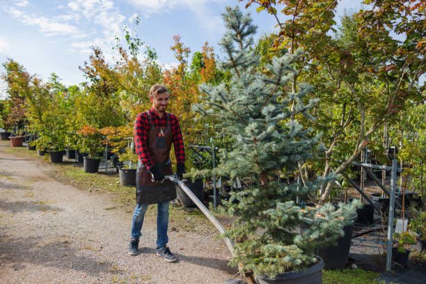 Best Storm Damage Tree Cleanup  in Lemoore, CA